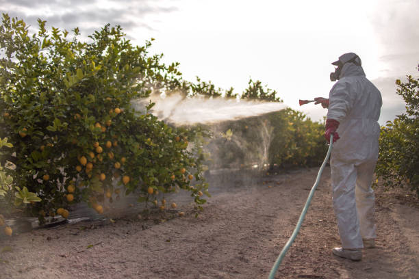 Best Wasp Removal Services  in Marine, IL