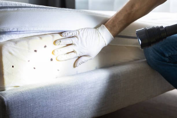 Best Termite Control Services  in Marine, IL