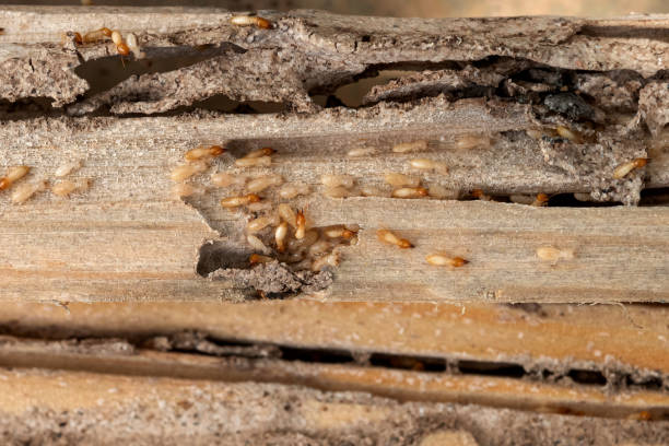 Best Best Pest Control Companies  in Marine, IL